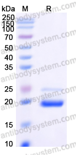 EHN05301, SDS-PAGE