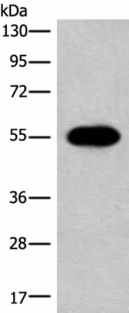 Валидация Elabscience E-AB-52594