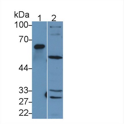 38896