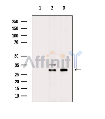 Валидация Affinity DF15519 - 11902