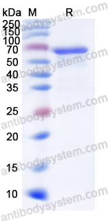 Валидация AntibodySystem YHD45401