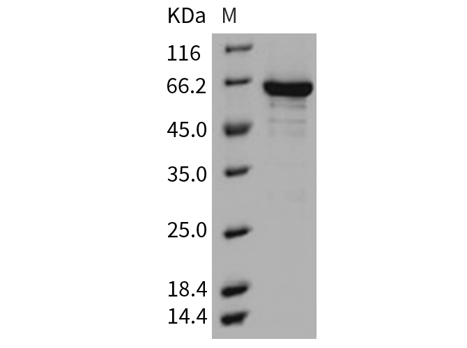 Валидация Elabscience PKSM040302(4314)
