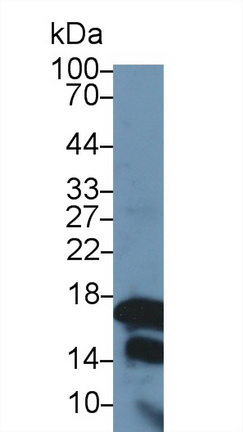 13747