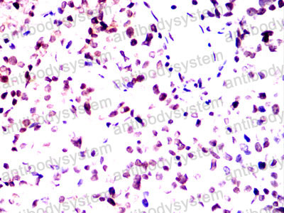 Валидация AntibodySystem RHG48104 (2964)