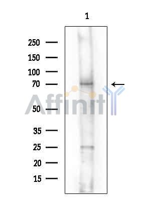 Валидация Affinity DF14206 - 10037