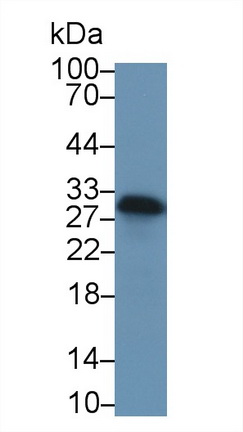 13272