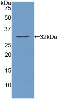 52216