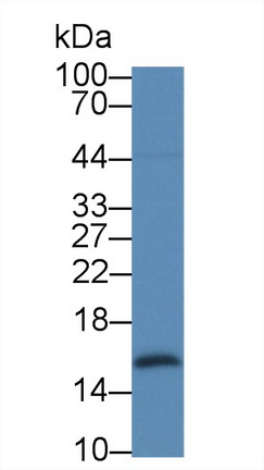 17834