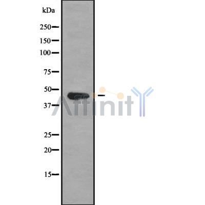 Валидация Affinity DF10037 - 5490