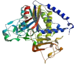 Alkaline Phosphatase, Liver/Bone/Kidney (ALPL)