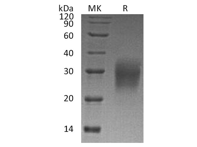 Валидация Elabscience PKSH033621(3907)