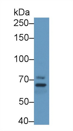 8507