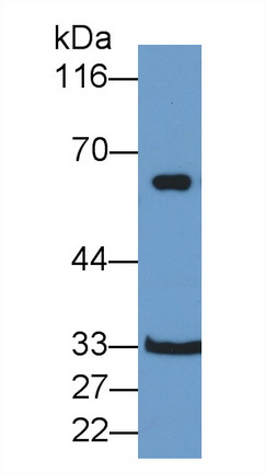 36691