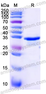 Валидация AntibodySystem YVV02602