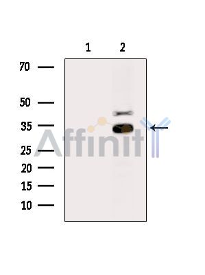 Валидация Affinity DF15169 - 11441