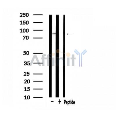 Валидация Affinity DF3167 - 13971