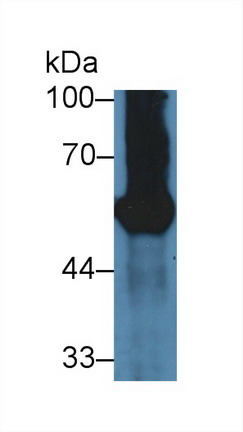 10098