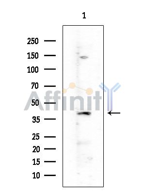 Валидация Affinity DF15382 - 11697