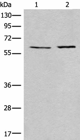 Валидация Elabscience E-AB-18519