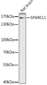 A20768, вестерн-блоттинг, лизат мозга крысы (17498)