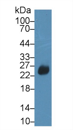 10449