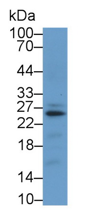 39134