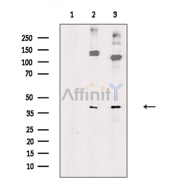 Валидация Affinity DF8108 - 19955