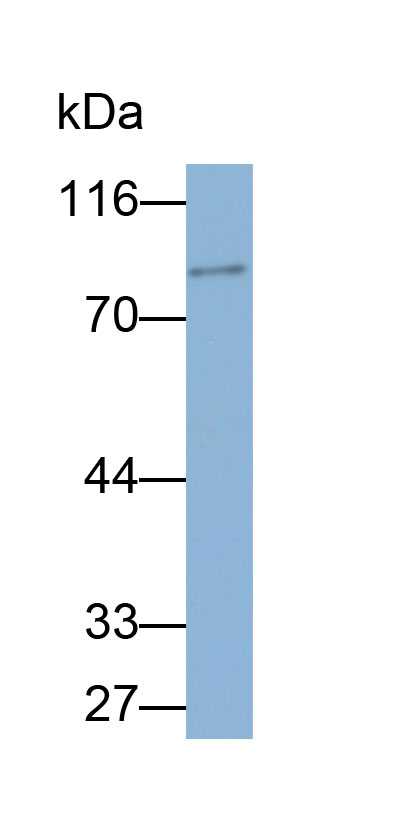 32871