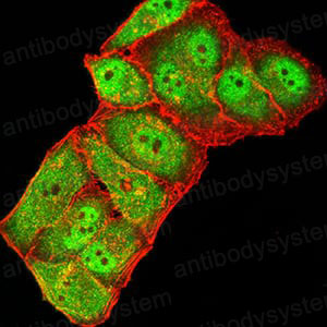 Валидация IF - AntibodySystem RHG36902