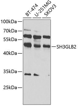 Валидация Elabscience E-AB-67896
