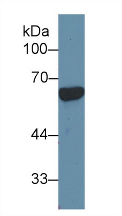12331