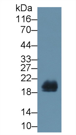 4244