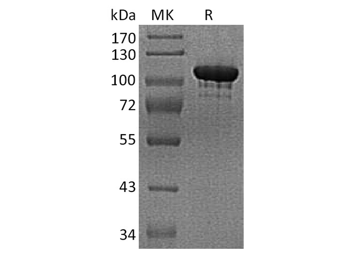 Валидация Elabscience PKSH033693(3973)