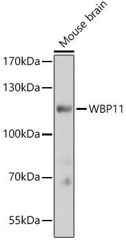 Валидация Elabscience E-AB-66718
