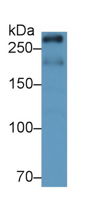 53326