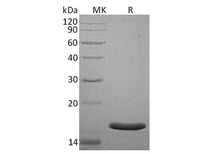 Валидация Elabscience PKSH032080(2628)