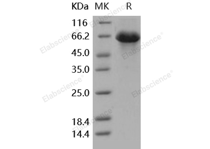 Валидация Elabscience PKSH031703(2346)