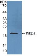 56535