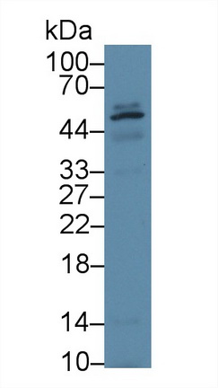 13532