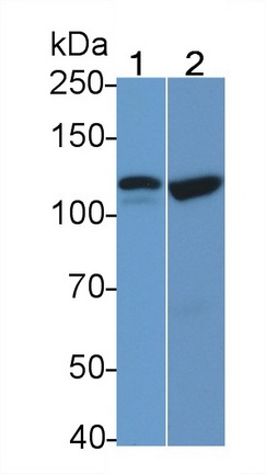 23369