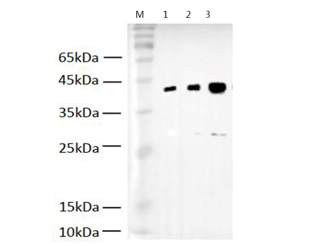 Валидация Elabscience E-AB-40507