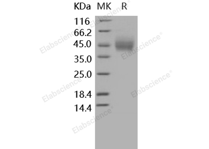 Валидация Elabscience PKSH031620(2282)
