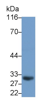 40448