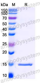 Валидация SDS-PAGE - AntibodySystem RHB89902