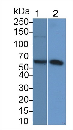 64549