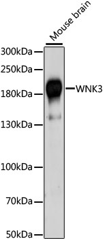 Валидация Elabscience E-AB-66487
