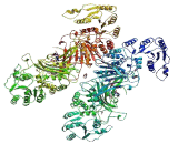 Glucose 6 Phosphate Dehydrogenase (G6PD)