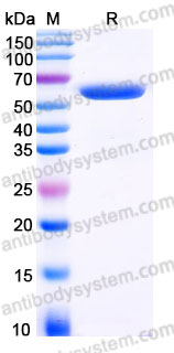 AHD30401, SDS-PAGE