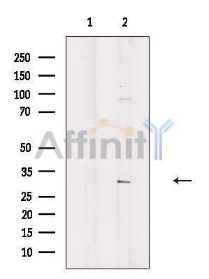 Валидация Affinity DF2594 - 13279