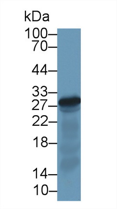 14130